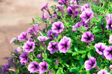 Fototapeta premium There are a lot of Calibrachoa hybrid white-purole flower and its green leaves 