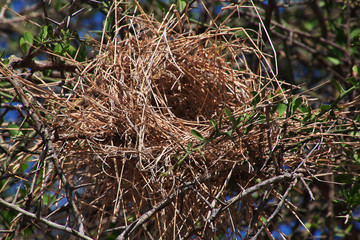 tanzania safari ngorongoro serengety