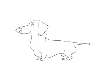 Vector illustration of a cartoon dachshund that stands drawing with lines