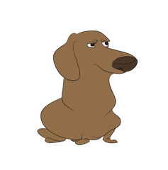 Vector illustration of a dachshund that sits, colored drawing