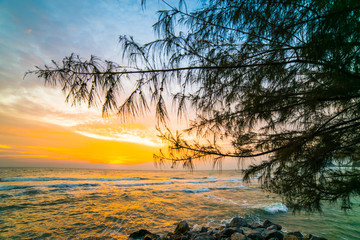 Trees planted in the sea with the sun rising. 3