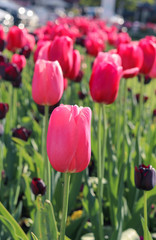 Close-up view of beautiful pink tulips at Nyon city flowerbed at bright spring summer day. Selective focus
