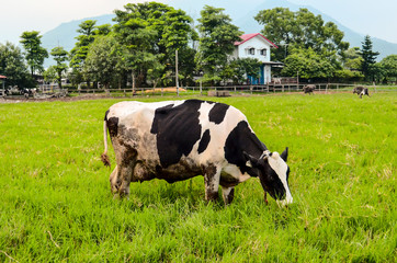 The Holstein grazes in the farm in Hualien,Taiwan.