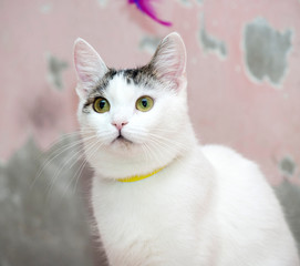 white with a gray cat in the flea collar