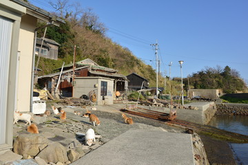 Fototapeta na wymiar Cats of aosima in Ozu City, Ehime Prefecture, Japan