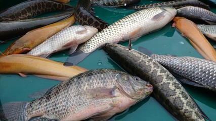 Fish heads and live fish on display at the seafood market