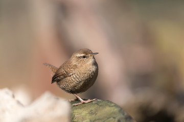 Ritratto dettagliato di Scricciolo comune (Troglodytes troglodytes)