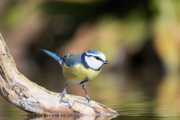 Ritratto di Cicniarella vicino al fiume (Cyanistes caeruleus)