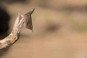 Pronto a tuffarsi (Troglodytes troglodytes)