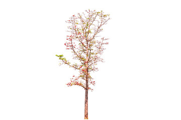 Branch of a tree with orange flowers isolated from a white background.