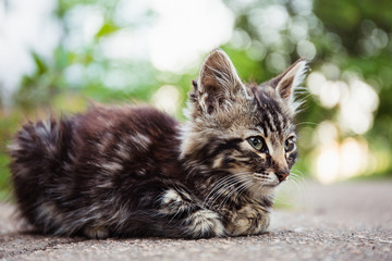 Alone street homeless cat