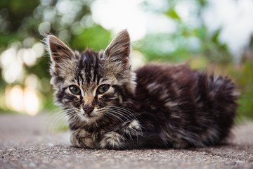 Alone street homeless cat
