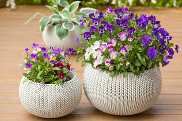 beautiful pansy summer flowers in flowerpots in garden