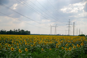 Sun flower field and electricity poles with blue sky in countryside nature background which located...