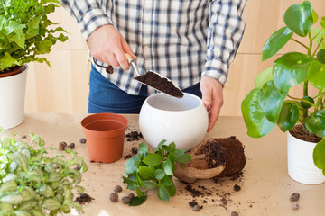 gardening, planting at home. man relocating ficus houseplant