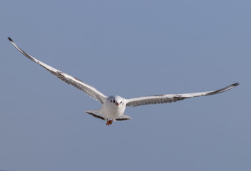  Flying seagull on blue sky background in a sunny day