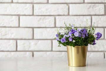 Campanula flowers in a golden pot.