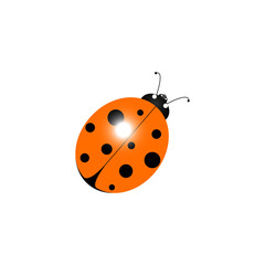 Vector illustration insect ladybug on a white background isolation