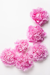 beautiful pink peony flower background