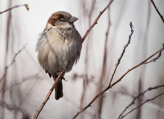  Little sparrow sits on a branch in a cold day Winter season