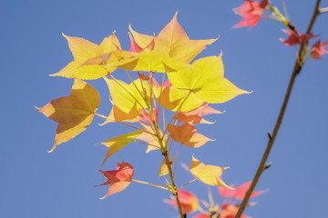 Beautiful green Maple leaves on branch with nature blurred background, Doi Pha Tang (Phatang), Chiang Rai, northern of Thailand.