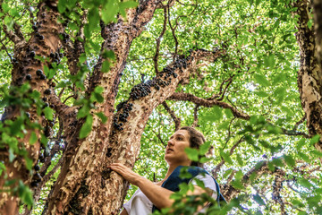 Brazilian black cherry called "Jaboticaba" tree loaded.