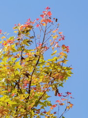 Beautiful Maple' leaves with colorful red, orange, yellow and green color on branches in nature with blue sky background at Doi Pha Tang (Phatang), Chiang Rai, northern of Thailand.