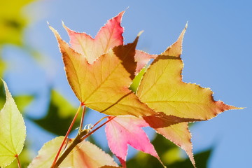 Beautiful Maple' leaves with colorful red, orange, yellow and green color on branches in nature with blue sky background at Doi Pha Tang (Phatang), Chiang Rai, northern of Thailand.
