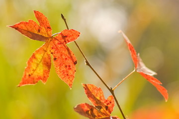 Beautiful red Maple' leaf on branch with nature blurred background, Doi Pha Tang (Phatang), Chiang Rai, northern of Thailand.