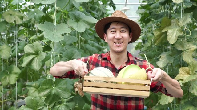 Young handsome male farmer holding a basket of cantaloupe melon. Asian man presenting agricultural product at melon greenhouse farm