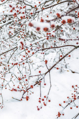 Winter berries