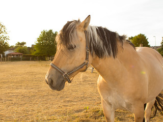 horse muzzle salty