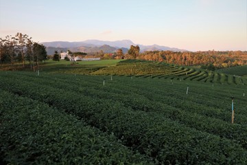 Fototapeta na wymiar Tea plantations in nature
