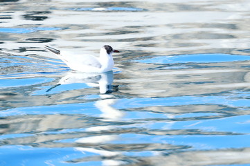 Gull on water 