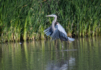 Great blue heron landing on the surface of a lake