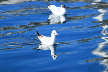Gulls on clear blue water