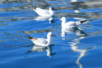 Gulls on clear blue water