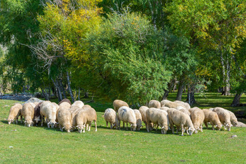 Obraz premium Herd of sheep grazing
