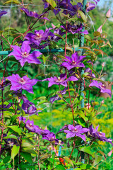 clematis flowers, summer garden