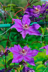 clematis flowers, summer garden