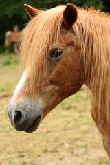Cream horse, muzzle large