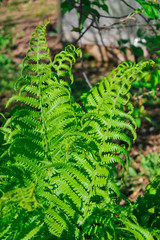 Fern, summer in the forest