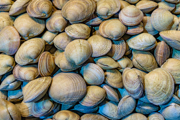 Shellfishs at Central Market, Santiango de Chile