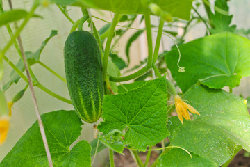 cucumbers, agriculture, harvest