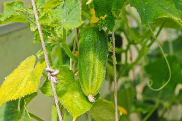 cucumbers, agriculture, harvest