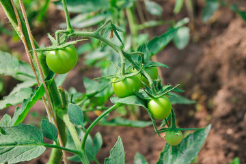 tomatoes, agriculture, harvest