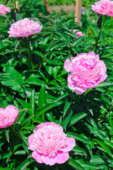 peony flowers, summer garden