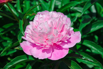 peony flowers, summer garden