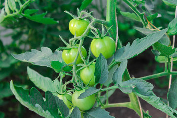 tomatoes, agriculture, harvest