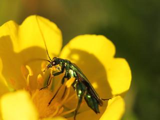beetle sits on a flower and collects pollen